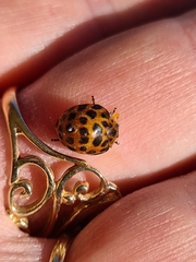 Henosepilachna vigintisexpunctata