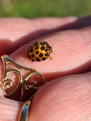 Henosepilachna vigintisexpunctata