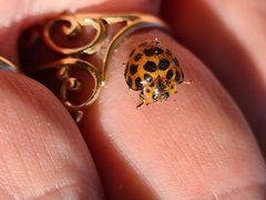 Henosepilachna vigintisexpunctata