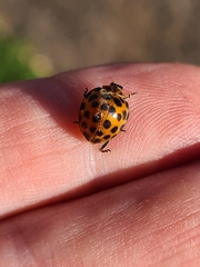 Henosepilachna vigintisexpunctata
