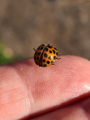 Henosepilachna vigintisexpunctata