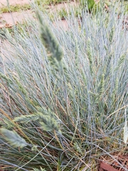Festuca valesiaca