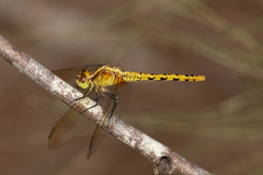 Diplacodes melanopsis