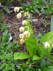 Calanthe delavayi