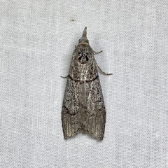 Heteromicta pachytera