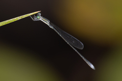 Rhadinosticta simplex