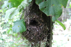 Sericornis frontalis