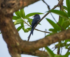Dicrurus leucophaeus