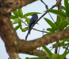 Dicrurus leucophaeus