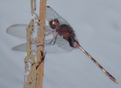 Erythemis plebeja