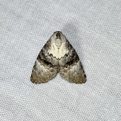 Acatapaustus leucospila
