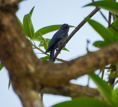 Dicrurus leucophaeus