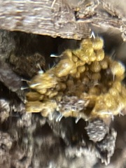 Polycephalomyces tomentosus