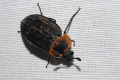 Oxelytrum discicolle
