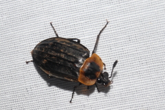 Oxelytrum discicolle