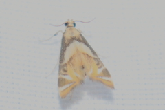Acentropinae