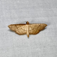 Hypolamprus ypsilon