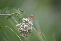Polyommatus thersites