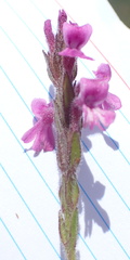 Striga bilabiata