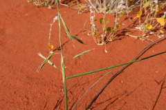 Setaria reflexa