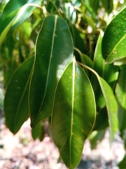 Calophyllum vernicosum image