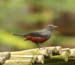 Thamnolaea cinnamomeiventris