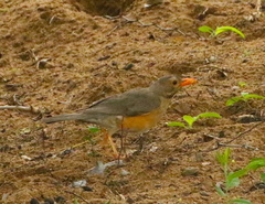 Turdus libonyana