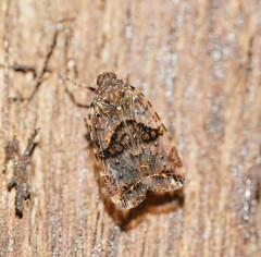 Dipsiathus obscurifrons