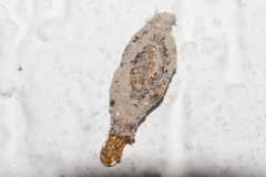 Phereoeca