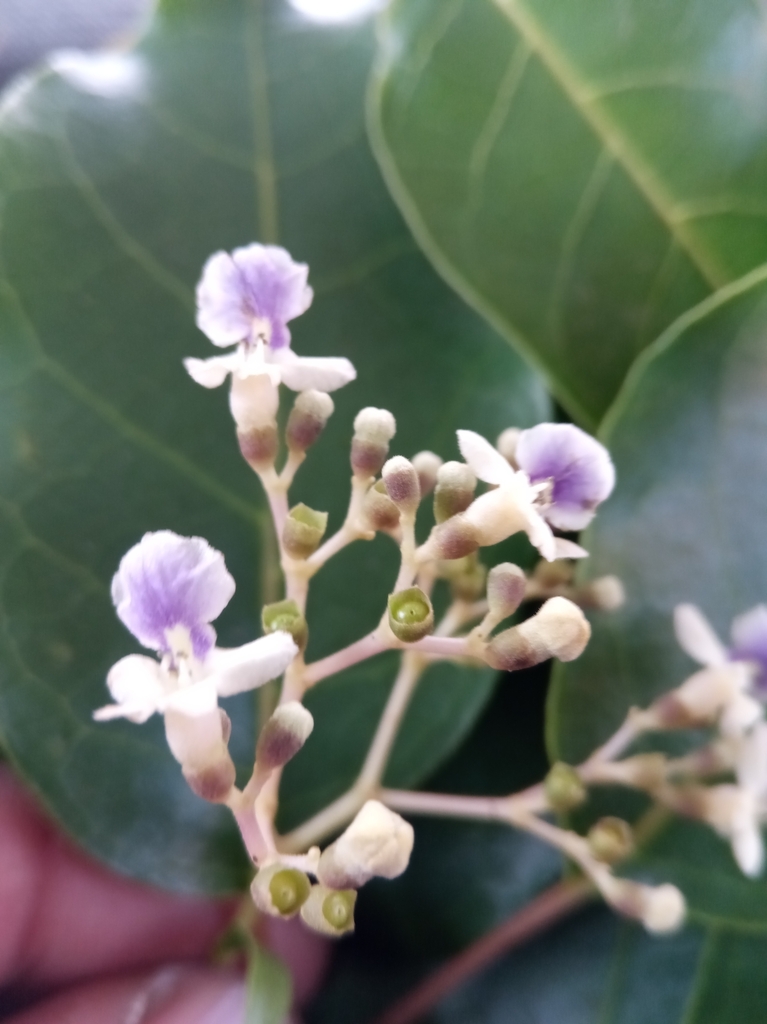 Vitex beraviensis