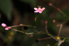 Talinum paniculatum