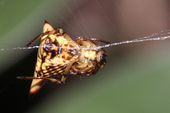 Micrathena annulata