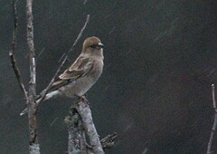 Leucosticte nemoricola