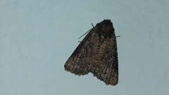 Condica illecta