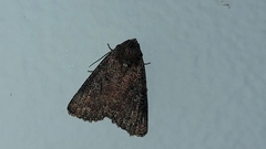 Condica illecta