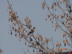 Turdus eunomus