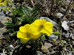 Helianthemum oelandicum