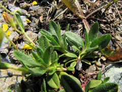 Helianthemum oelandicum