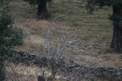 Leucosticte nemoricola