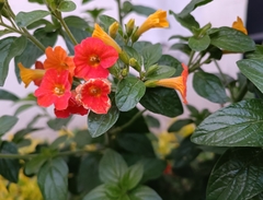 Streptosolen