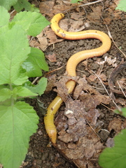 Schistometopum thomense