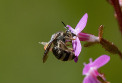 Chilalictus