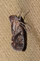 Cixiinae