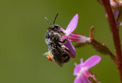 Chilalictus