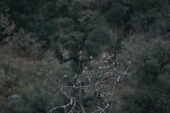Leucosticte nemoricola