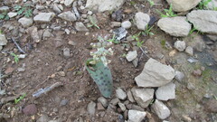 Lachenalia orchioides