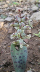 Lachenalia orchioides