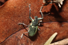 Naupactus