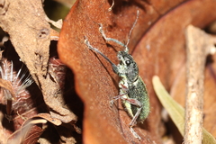 Naupactus