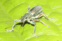 Naupactus